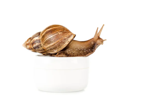 Caracol marrom em recipiente de creme cosmético isolado em branco — Fotografia de Stock