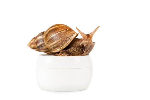 Caracol marrón en recipiente de crema cosmética aislado en blanco — Stock Photo