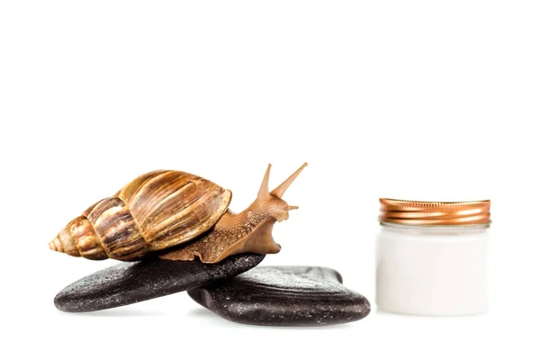 Caracol marrón en piedras de spa cerca de recipiente de crema cosmética aislado en blanco — Stock Photo