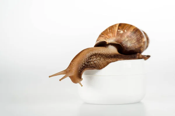 Caracol marrón en recipiente de crema cosmética en blanco - foto de stock