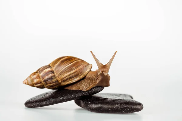 Caracol marrom em pedras spa no fundo branco — Fotografia de Stock