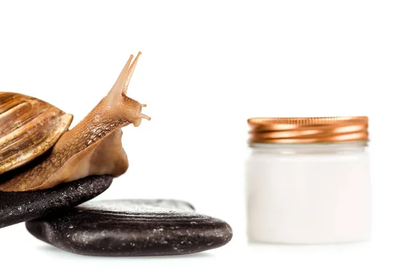 Vista de cerca de caracol marrón en piedras de spa cerca de recipiente de crema cosmética aislado en blanco - foto de stock