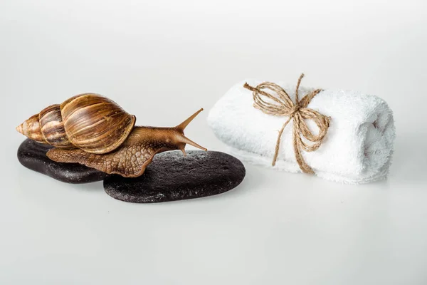 Brown snail on spa stones near cotton towel on white background — Stock Photo