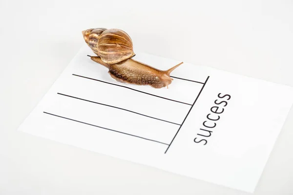 Escargot brun visqueux sur papier blanc avec succès lettrage isolé sur blanc — Photo de stock