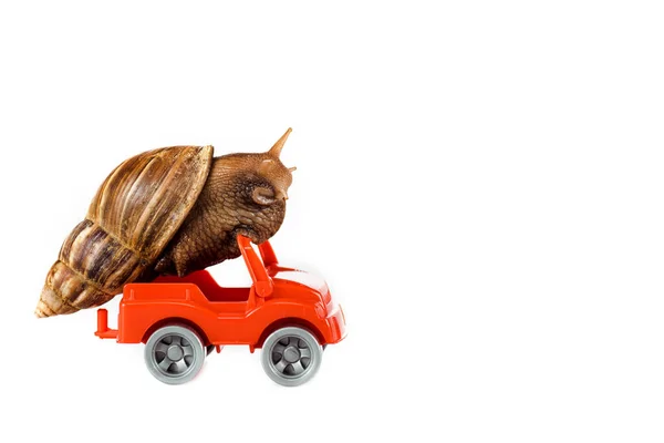 Slimy brown snail on red toy car isolated on white — Stock Photo