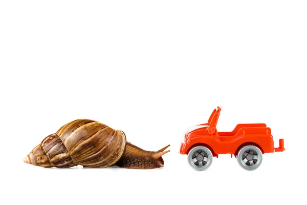 Slimy brown snail near red toy car isolated on white — Stock Photo