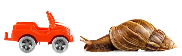 Slimy brown snail near red toy car isolated on white, panoramic shot — Stock Photo