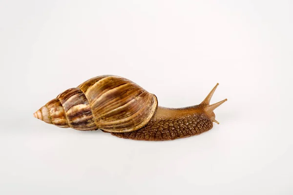 Schleimige braune Schnecke isoliert auf weiß — Stockfoto