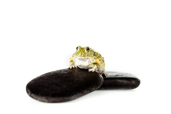 Mignonne grenouille verte sur pierres noires isolées sur blanc — Photo de stock