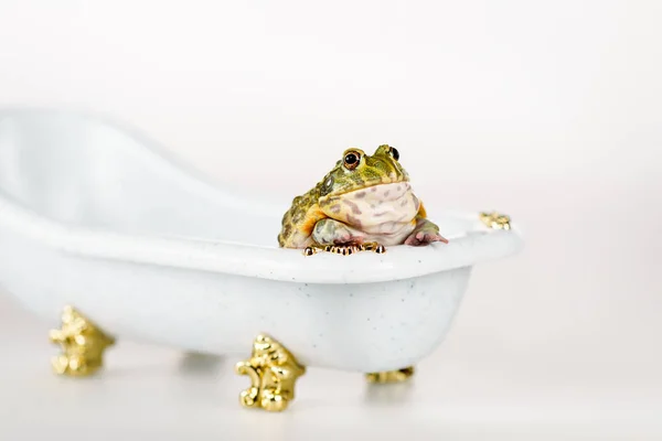 Mignonne grenouille verte dans petite baignoire de luxe isolée sur blanc — Photo de stock