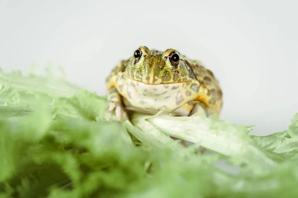 Vista da vicino di rana verde carino su foglie di lattuga isolato su bianco — Foto stock