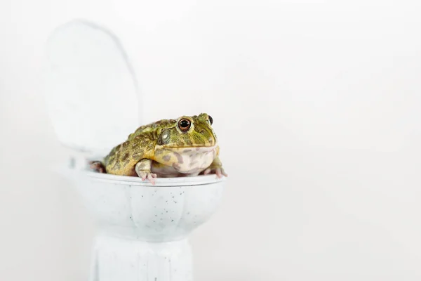 Смішна зелена жаба на маленькому унітазі ізольована на білому — стокове фото