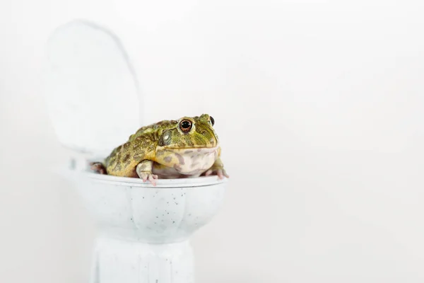 Divertido verde rana en pequeño inodoro aislado en blanco - foto de stock