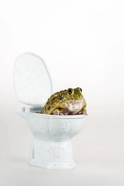 Funny green frog on small toilet bowl isolated on white — Stock Photo