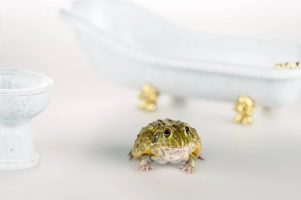 Enfoque selectivo de rana verde divertida cerca de pequeño inodoro y bañera de lujo aislado en blanco - foto de stock