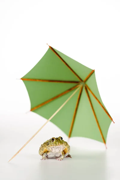 Linda rana verde bajo un pequeño paraguas de papel sobre fondo blanco - foto de stock