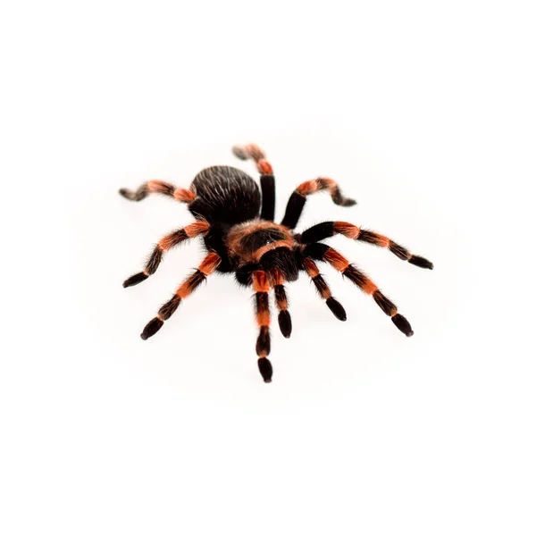 Schwarz und rot behaarte Spinne isoliert auf weiß — Stockfoto