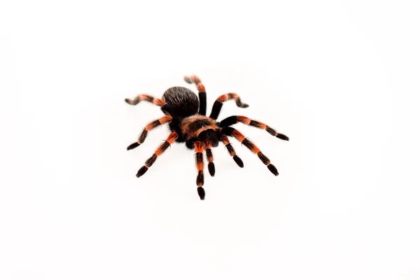 Чорно-червоний волохатий павук ізольований на білому — стокове фото