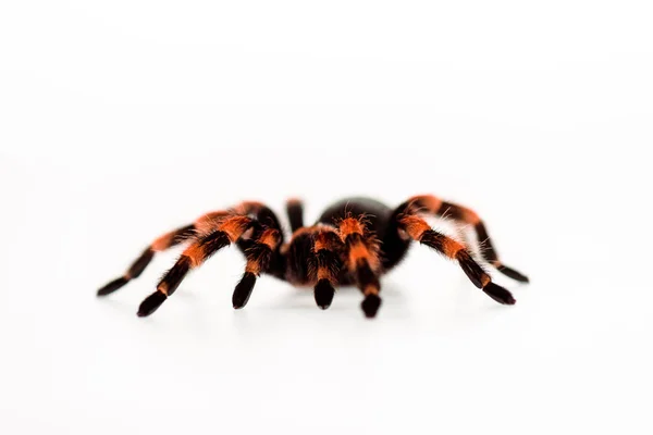 Araignée poilue noire et rouge isolée sur blanc — Photo de stock