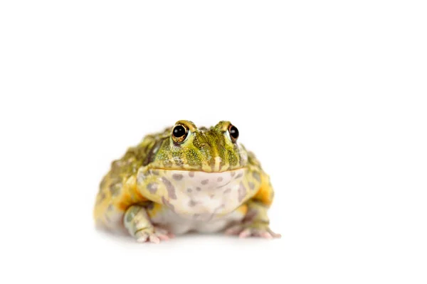 Mignonne grenouille verte isolé sur blanc — Photo de stock