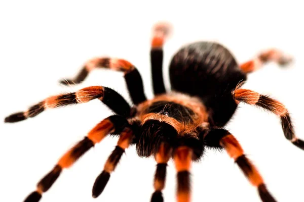 Vista de cerca de araña peluda negra y roja aislada en blanco - foto de stock