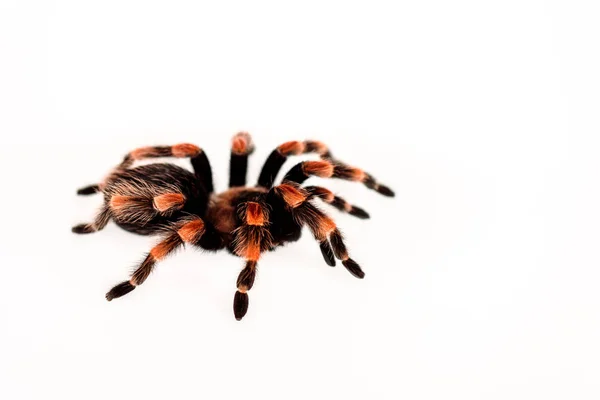 Schwarz und rot behaarte Spinne isoliert auf weiß — Stockfoto