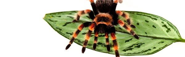 Schwarze und rote haarige Spinne auf grünem Blatt isoliert auf weißem, Panoramaaufnahme — Stockfoto