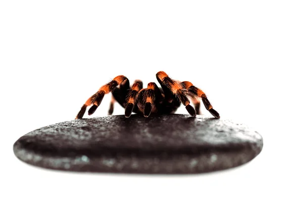 Araña peluda negra y roja sobre piedra mojada aislada sobre blanco - foto de stock