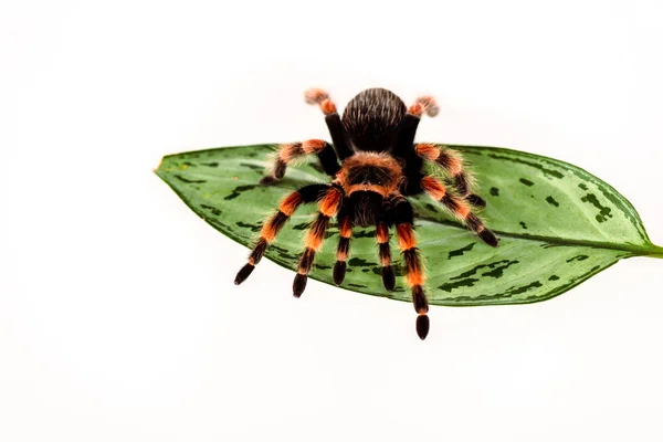 Araña peluda negra y roja sobre hoja verde aislada sobre blanco - foto de stock