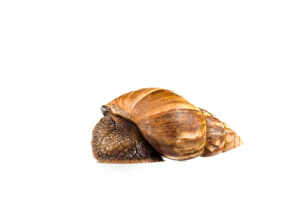 Escargot brun visqueux isolé sur blanc — Photo de stock