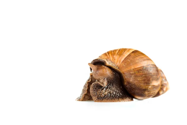 Caracol marrom viscoso isolado em branco — Fotografia de Stock