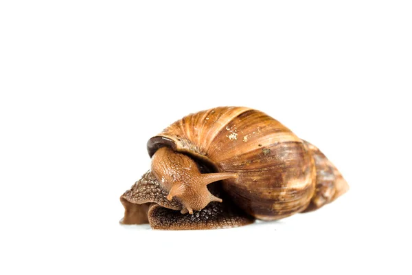 Schleimige braune Schnecke isoliert auf weiß — Stockfoto