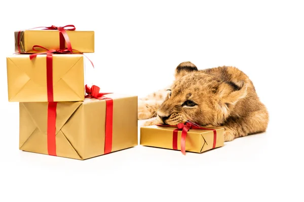 Cute lion cub near golden gifts with red ribbons isolated on white — Stock Photo