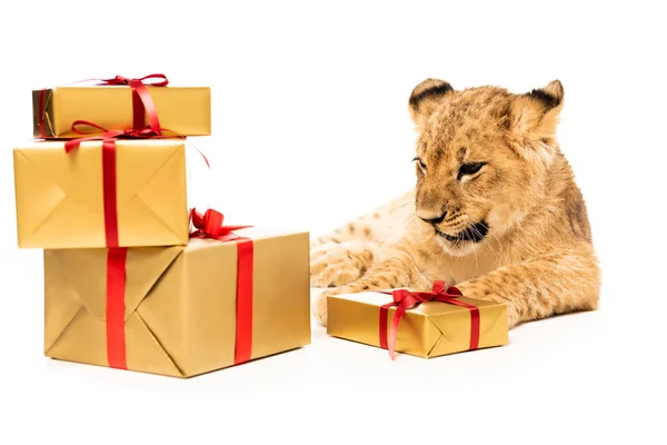 Cute lion cub near golden gifts with red ribbons isolated on white — Stock Photo