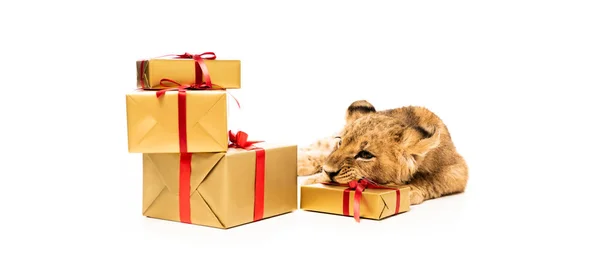 Carino cucciolo di leone vicino regali d'oro con nastri rossi isolati su bianco — Foto stock