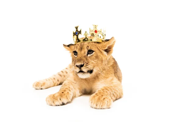 Carino cucciolo di leone in corona d'oro isolato su bianco — Foto stock