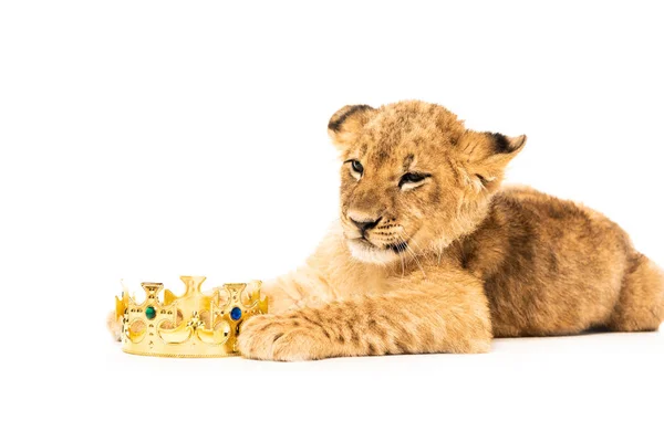 Carino cucciolo di leone vicino corona d'oro isolato su bianco — Foto stock
