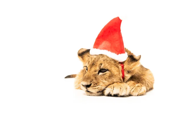 Cute lion cub in santa hat isolated on white — Stock Photo