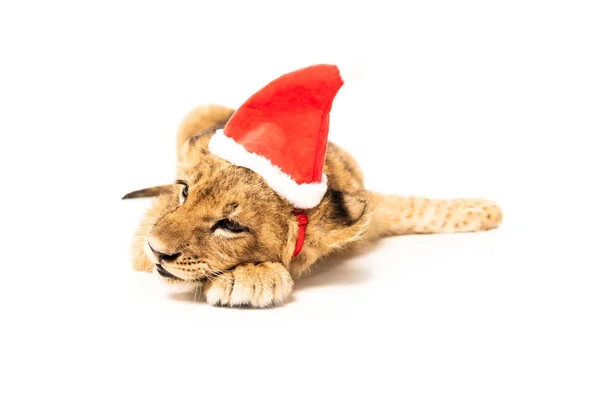 Cute lion cub in santa hat isolated on white — Stock Photo