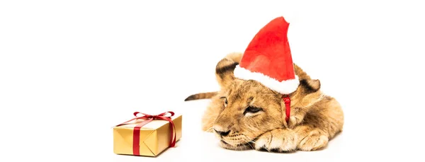 Carino cucciolo di leone in cappello di Babbo Natale vicino regalo d'oro isolato su bianco — Foto stock