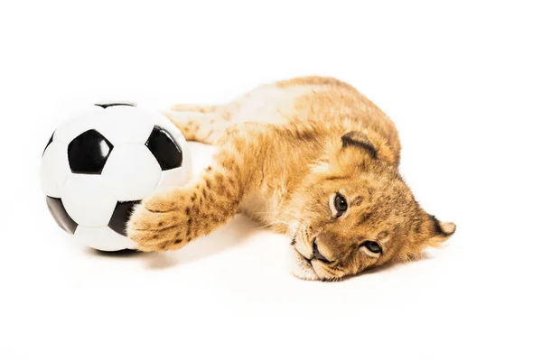 Cute lion cub near soccer ball isolated on white — Stock Photo