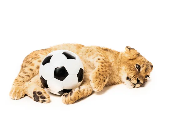 Carino leone cucciolo vicino pallone da calcio isolato su bianco — Foto stock