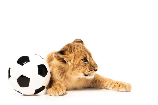 Carino leone cucciolo vicino pallone da calcio isolato su bianco — Foto stock