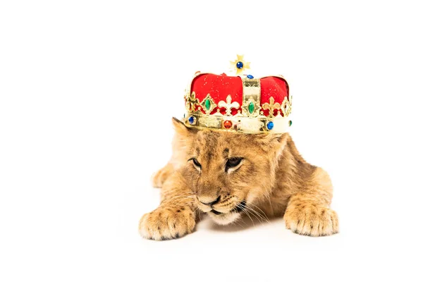 Cute lion cub in golden and red crown isolated on white — Stock Photo