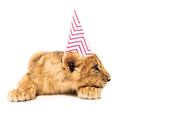 Lionceau mignon dans la casquette de fête isolé sur blanc — Photo de stock