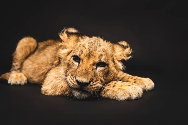 Bonito leão filhote deitado isolado no preto — Fotografia de Stock