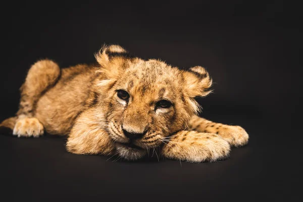 Lindo cachorro de león acostado aislado en negro - foto de stock