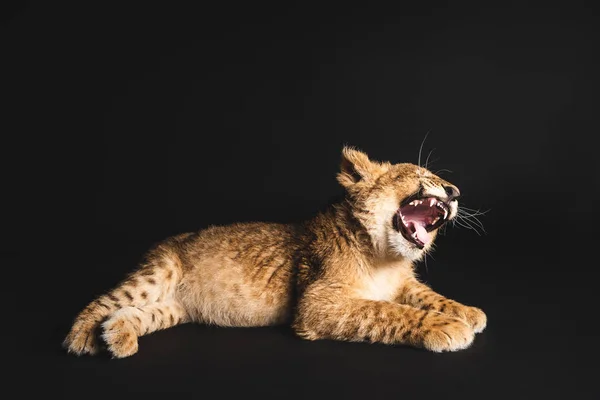 Cute lion cub lying isolated on black — Stock Photo