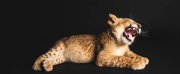 Carino leone cucciolo sdraiato isolato su nero — Foto stock