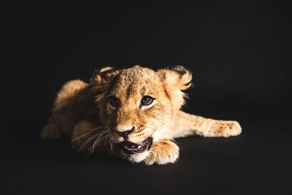 Adorable lion cub lying isolated on black — Stock Photo